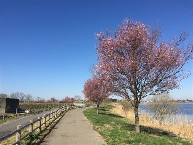 f:id:t-shock:20190302092428j:plain f:id:t-shock:20190302092428j:plain