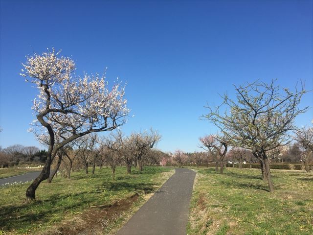 f:id:t-shock:20190302092536j:plain f:id:t-shock:20190302092536j:plain