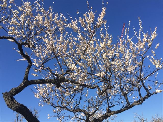 f:id:t-shock:20190302092539j:plain f:id:t-shock:20190302092539j:plain