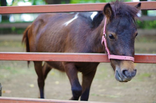 f:id:t-shock:20190427071355j:plain