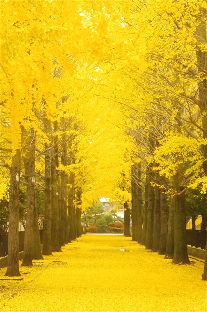 館林市の紅葉スポット情報まとめ ぐっどtb