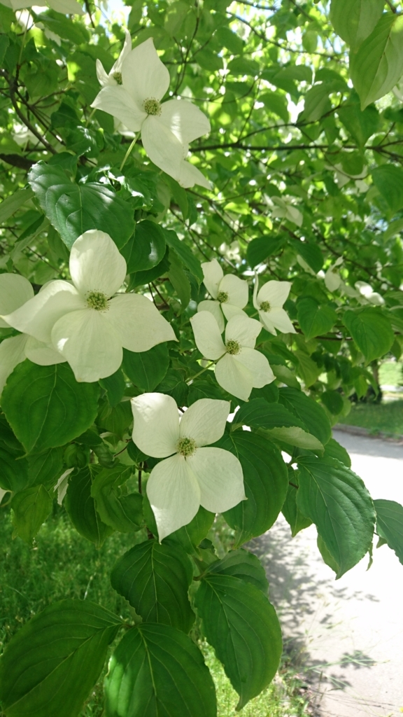 f:id:t-sutani:20180524205545j:plain