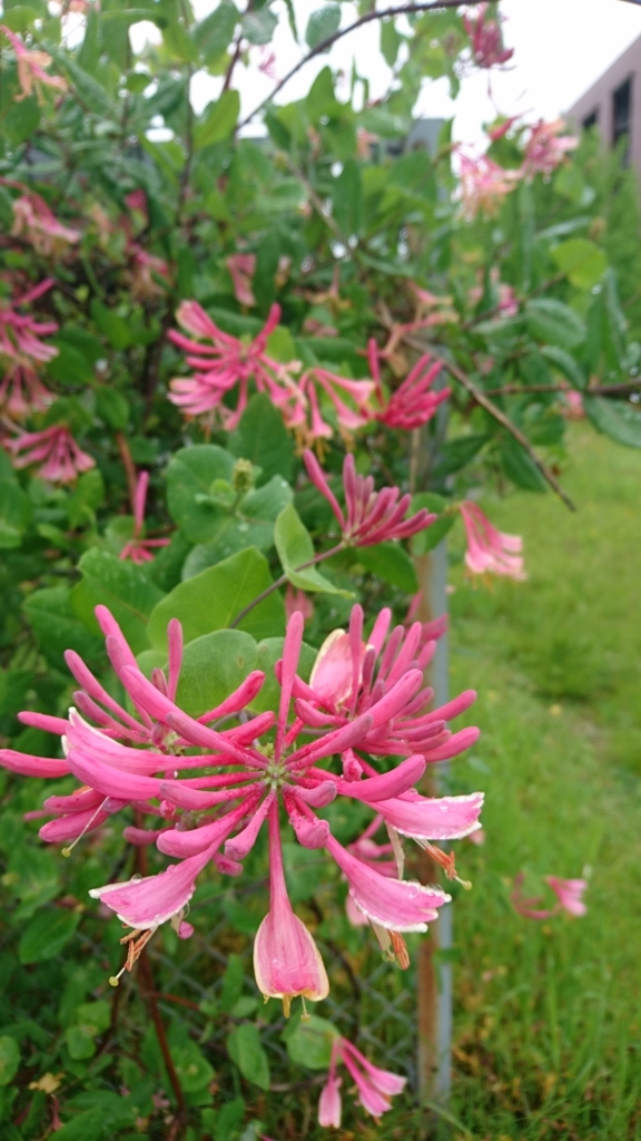 f:id:t-sutani:20180531192957j:plain