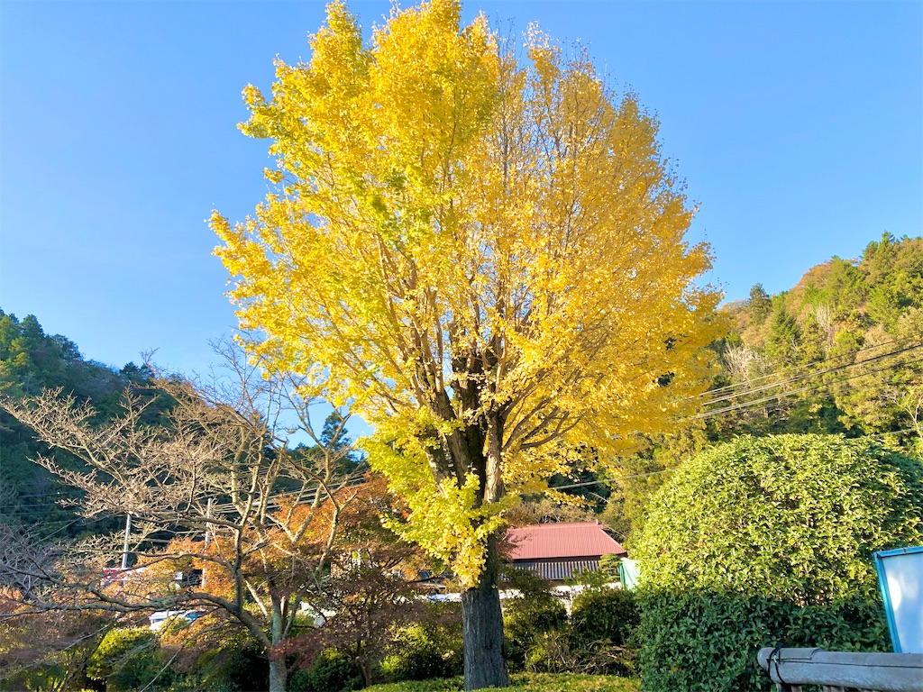 f:id:t-takamatsu:20241129170453j:image