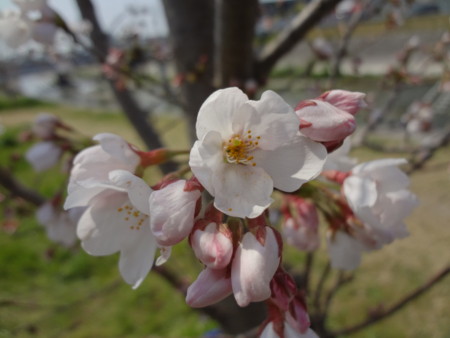 f:id:t-yana:20120408194101j:image f:id:t-yana:20120408194101j:image