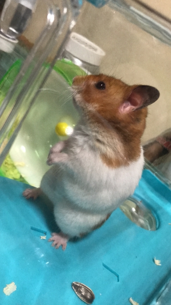 ゴールデンハムスターと長毛ゴールデン Eluzaのおうちのsmallzoo