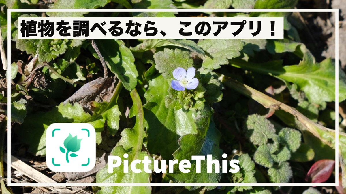 植物を調べるなら、このアプリ「PictureThis」 - トザワブログ