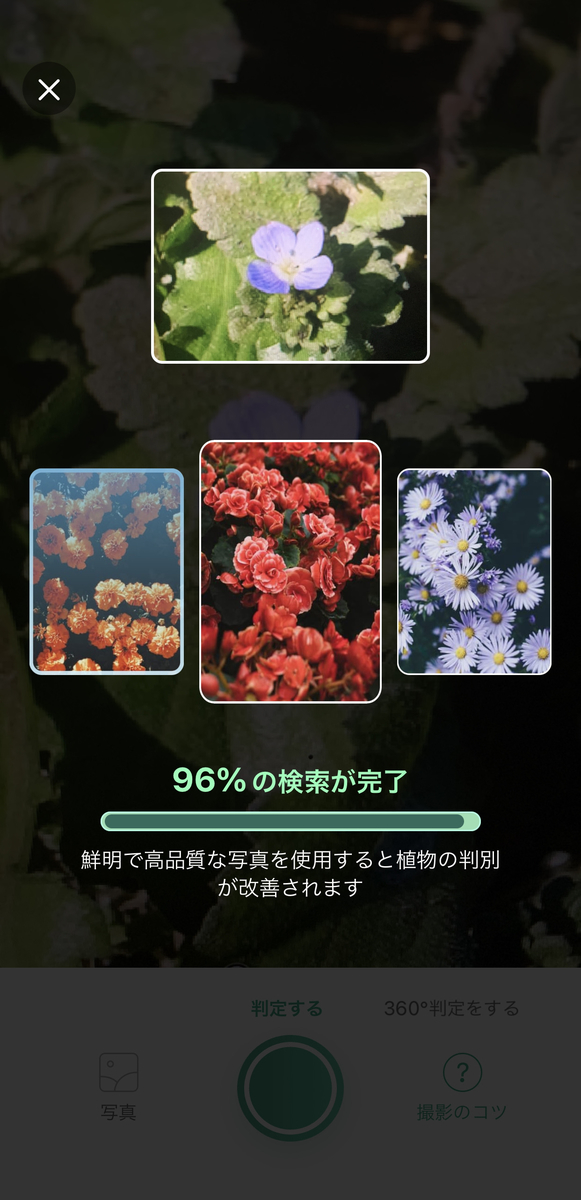 植物を調べるなら、このアプリ「PictureThis」 - トザワブログ