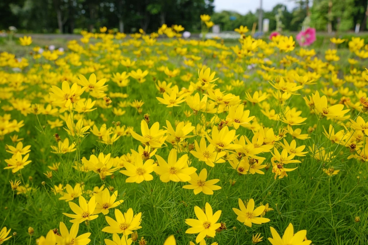 宿根コスモス類問い合わせ 宿根コスモス類問い合わせ