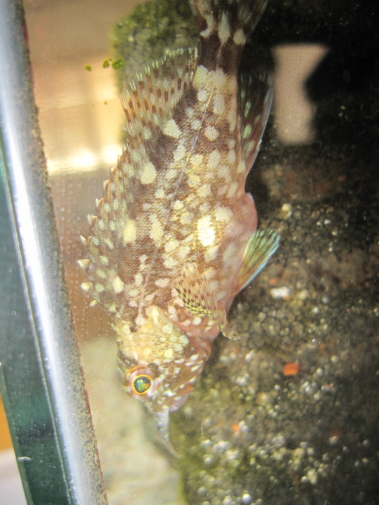 カサゴ 海水魚の飼育日記 カサゴ 海水魚の飼育日記