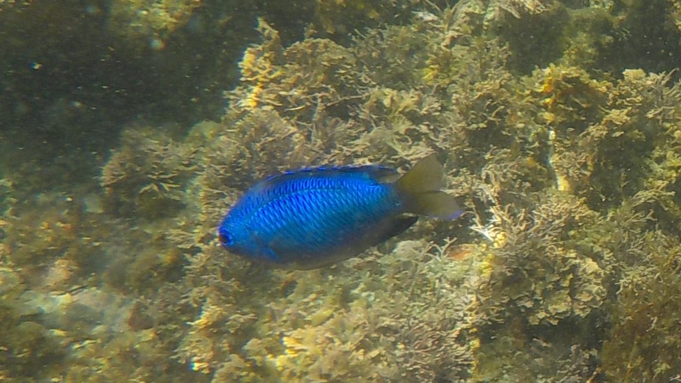 f:id:t1000zawa:20190803122206j:plain