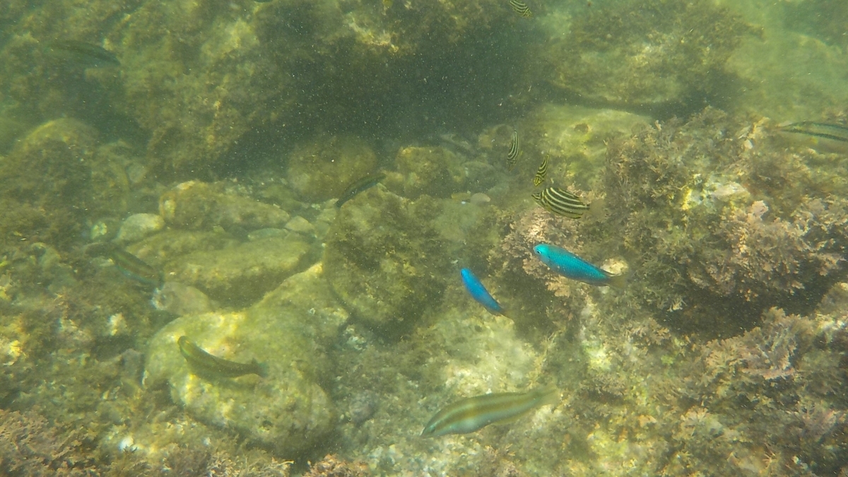 f:id:t1000zawa:20190803122212j:plain