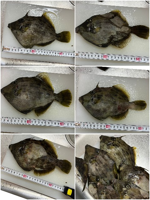 f:id:t1000zawa:20231016170652j:image