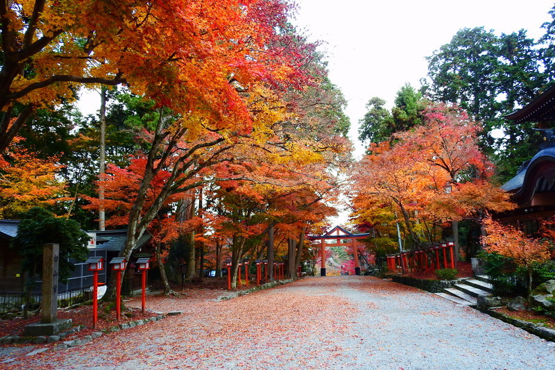f:id:t1227:20181206101339j:image