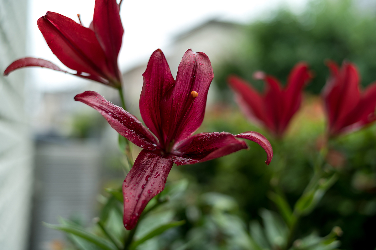 f:id:t185:20200614174833j:plain f:id:t185:20200614174833j:plain