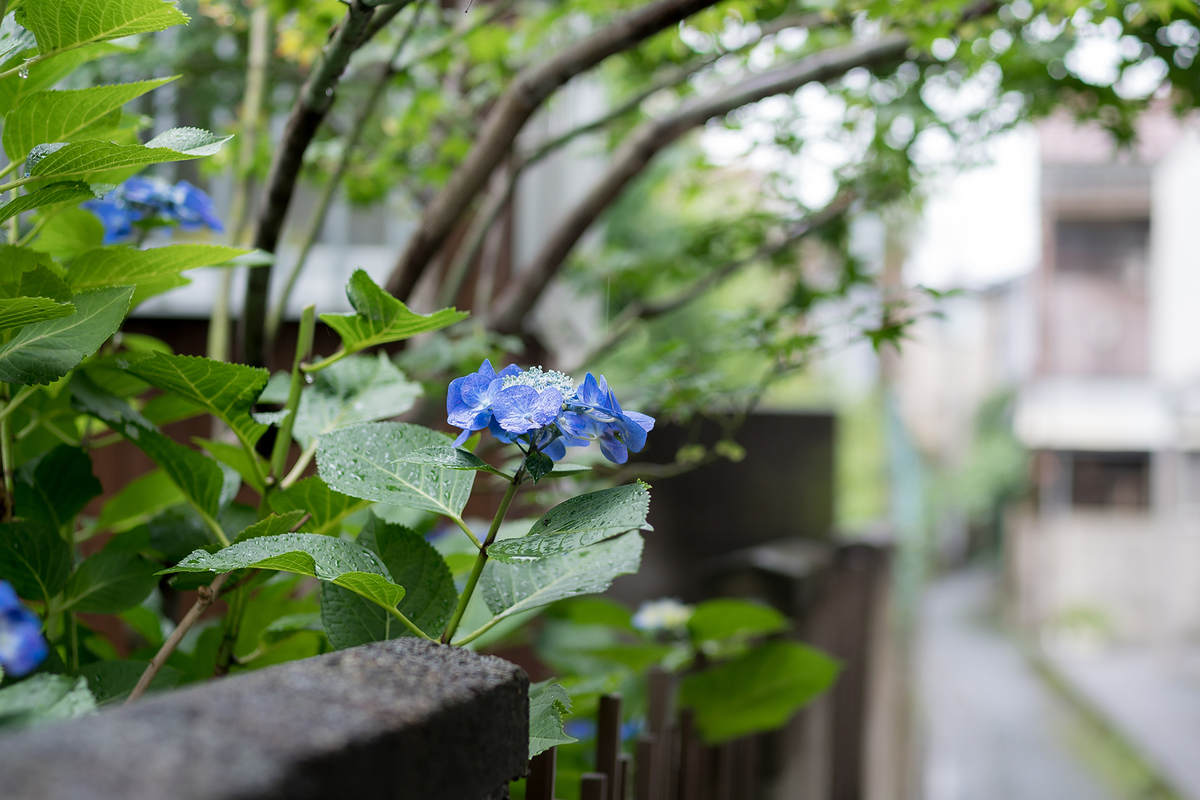 f:id:t185:20200614174851j:plain f:id:t185:20200614174851j:plain