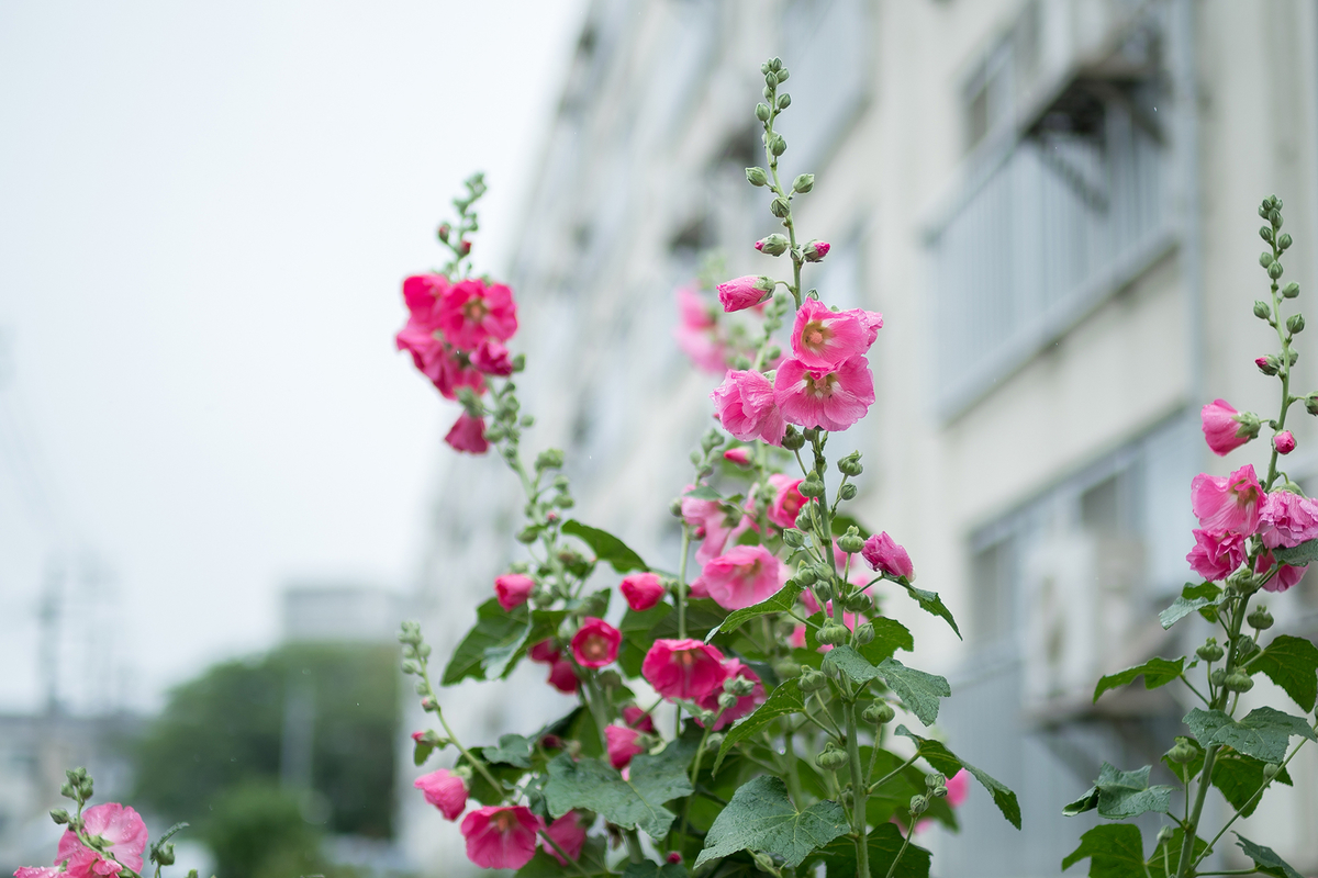 f:id:t185:20200614174910j:plain f:id:t185:20200614174910j:plain