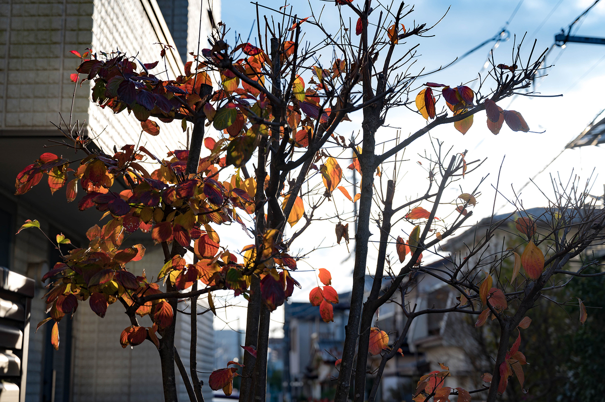 f:id:t185:20201231155845j:plain