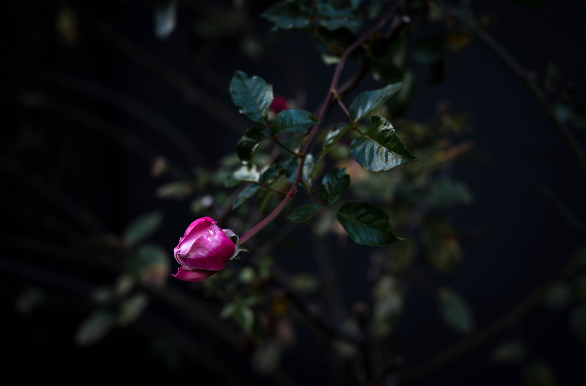 f:id:t185:20201231155903j:plain