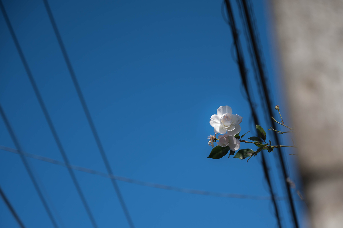 f:id:t185:20201231155933j:plain