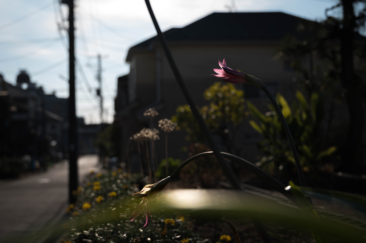 f:id:t185:20201231160102j:plain