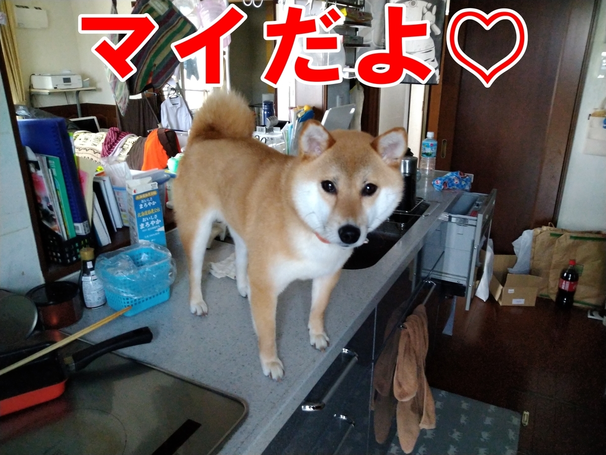 決定的瞬間 柴犬レオとマイのガルルゥ