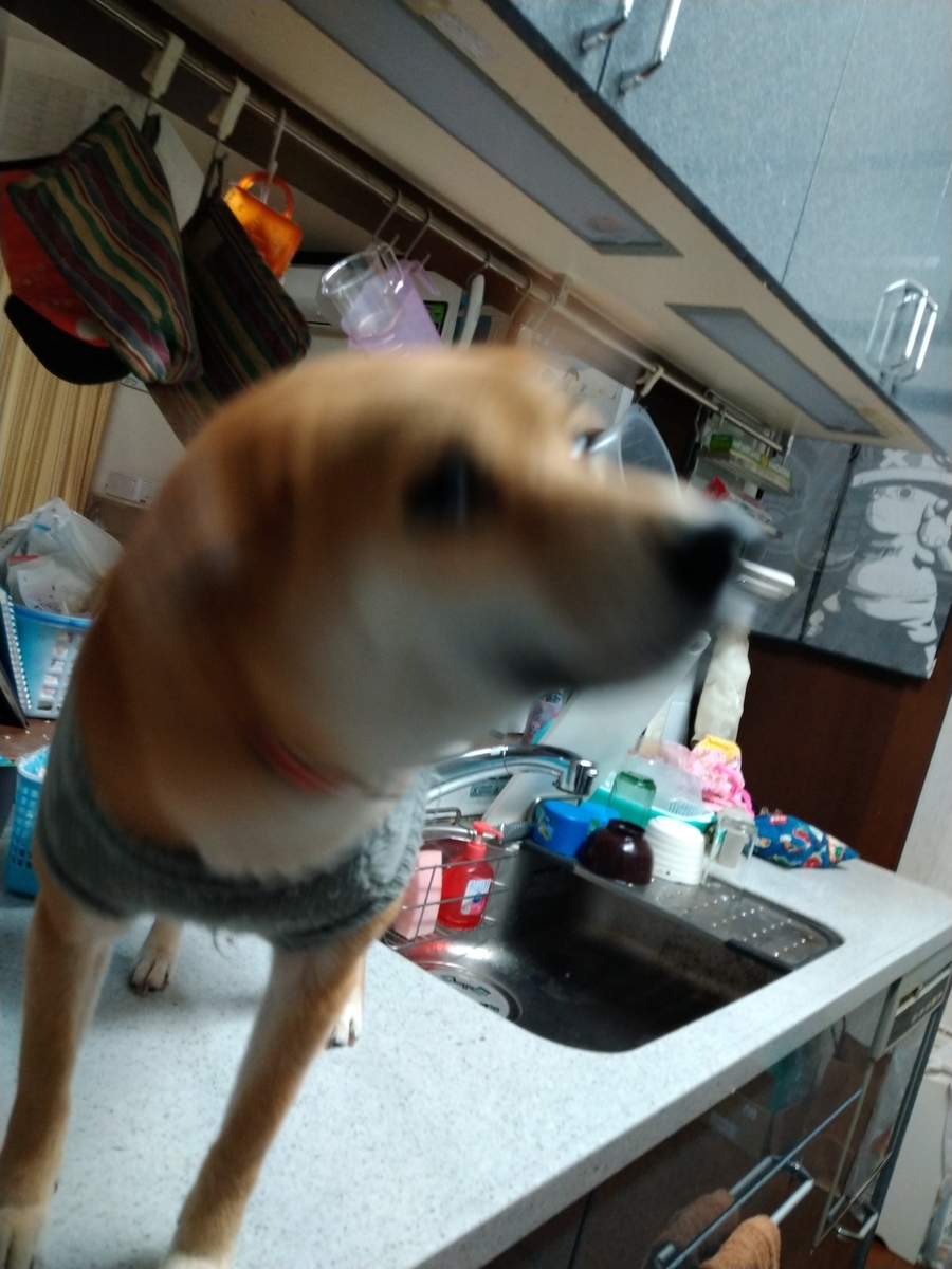 決定的瞬間 柴犬レオとマイのガルルゥ