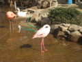 [鳥]鞍ヶ池公園(愛知県豊田市)にて。