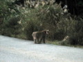 [猿]国道9号線、老ノ坂峠で猿に遭遇。