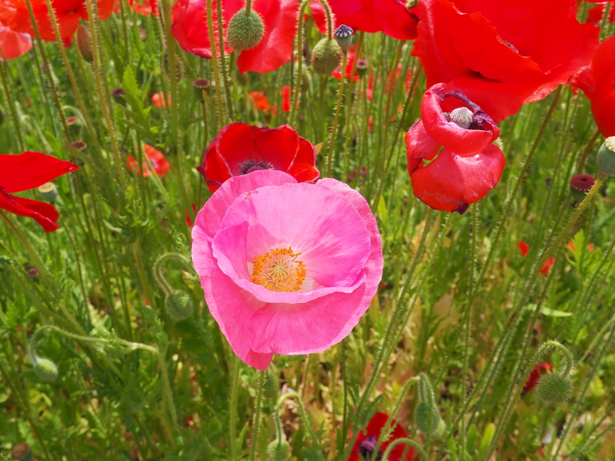 f:id:t2south8spice2o:20190601185817j:plain