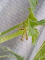f:id:t405:20090622171817j:image