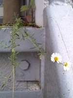 f:id:t405:20090704160635j:image