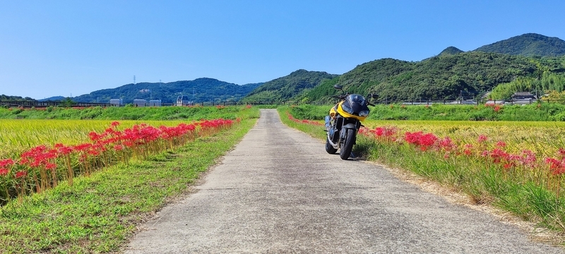 彼岸花 955i-2 彼岸花 - T595デッド・エンド・ストリート