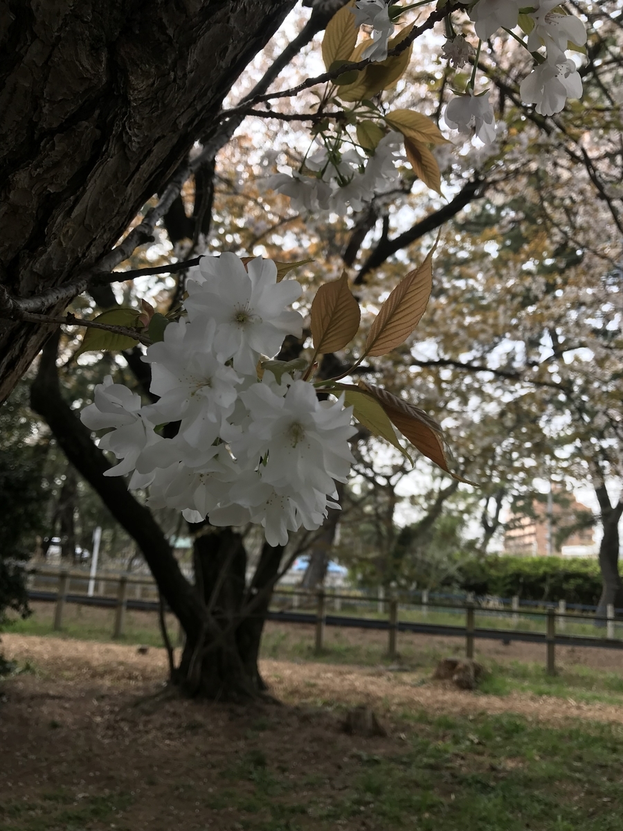 f:id:t73jojo:20190330170150j:plain