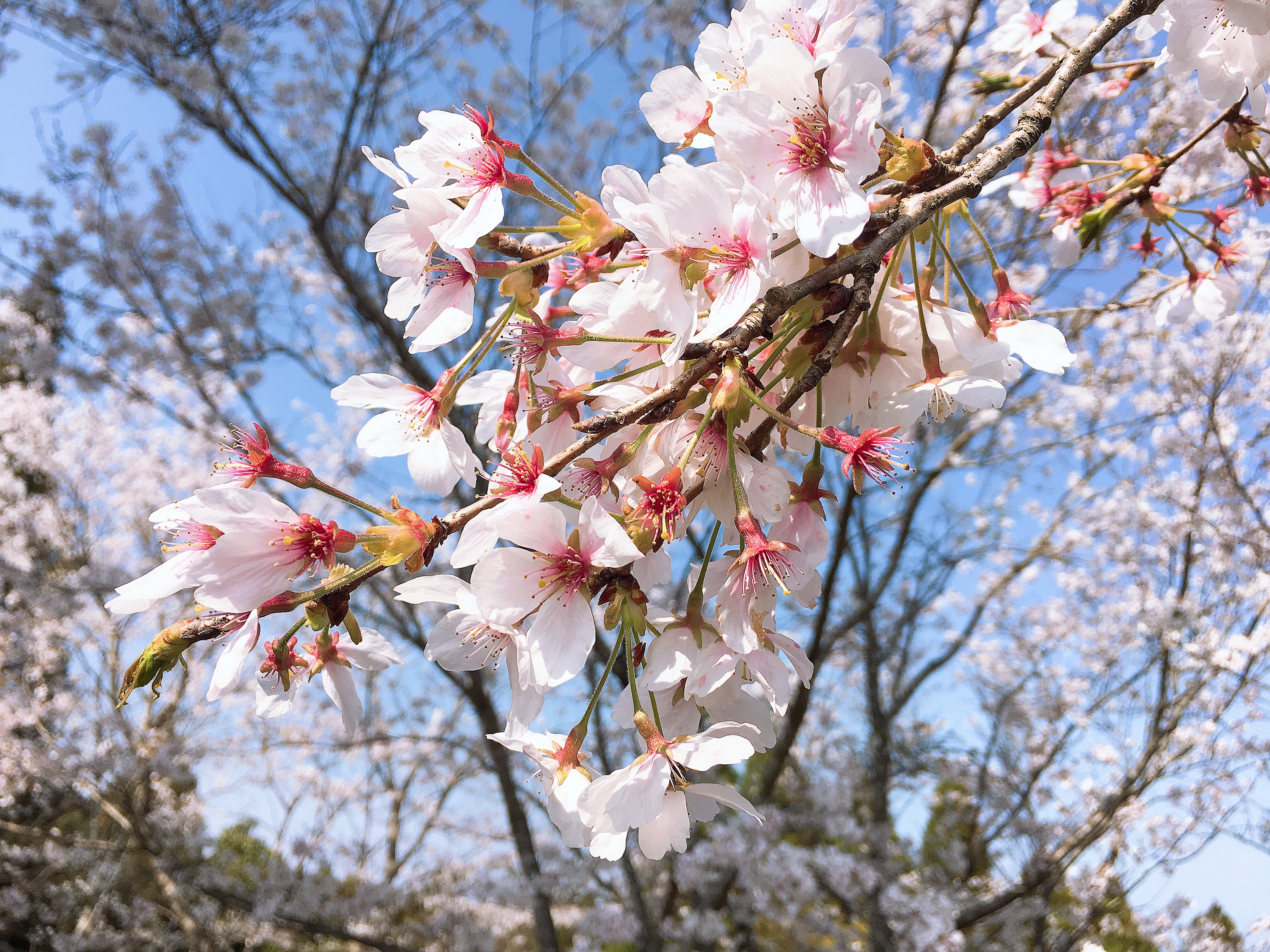 f:id:tYUKI:20200405125812j:image