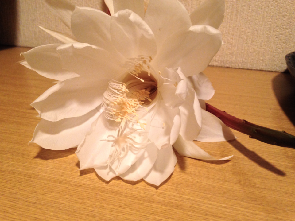 f:id:t_aki:20151018173907p:plain:h220