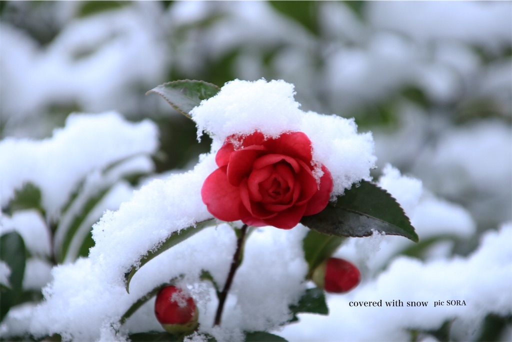 f:id:t_h19820915:20180120224536j:image