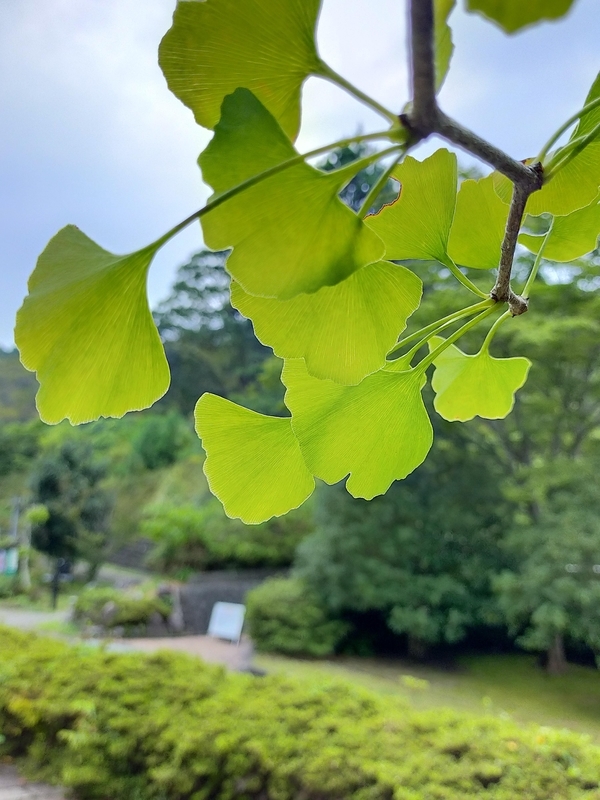 f:id:t_kato:20210902231856j:plain