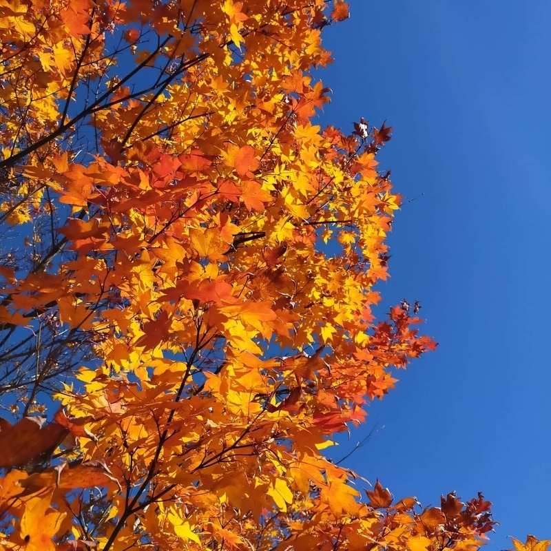 f:id:t_kato:20211111221708j:plain