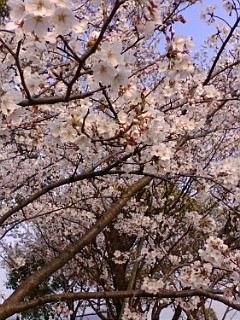 f:id:t_mu66:20080405173252j:image f:id:t_mu66:20080405173252j:image