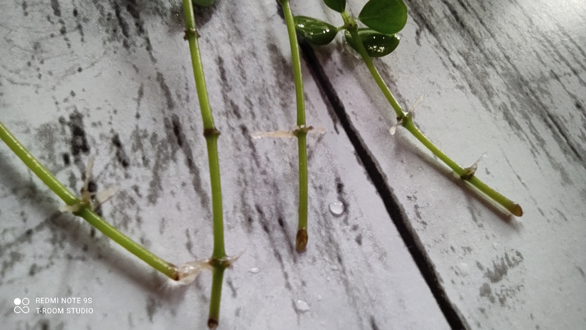 根腐れペペロミア イザベラ水挿しで復活へ Tの観葉植物 育成部屋