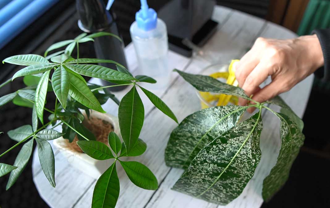 メルカリで買ったパキラ ミルキーウェイが残念な事に - Tの観葉植物