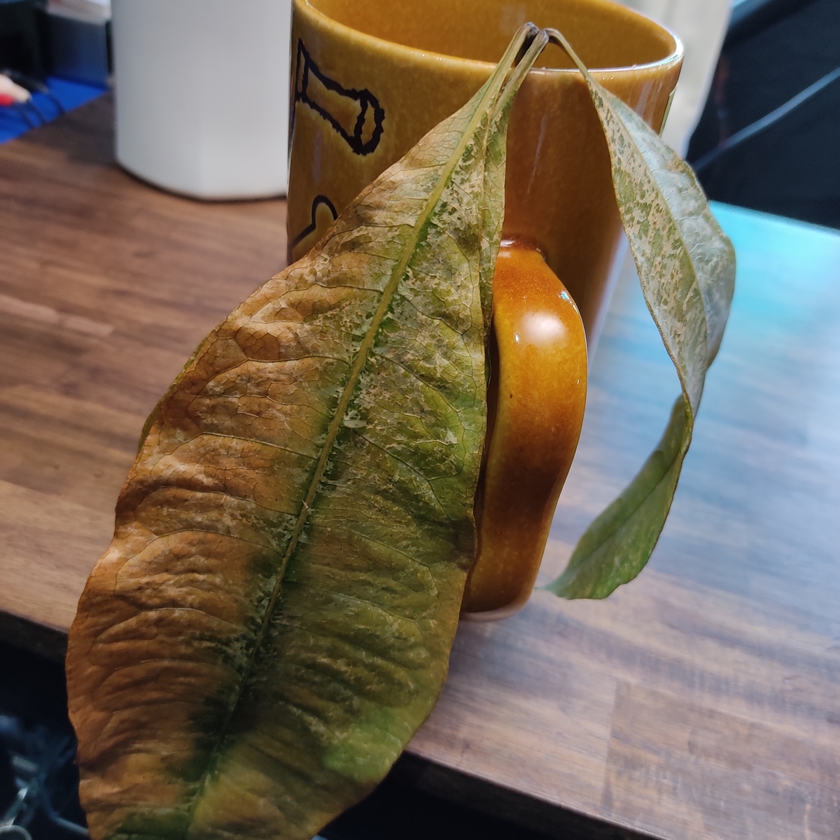 メルカリで買ったパキラ ミルキーウェイが残念な事に - Tの観葉植物