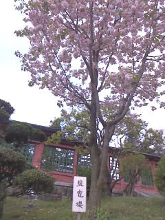 イメージ 4