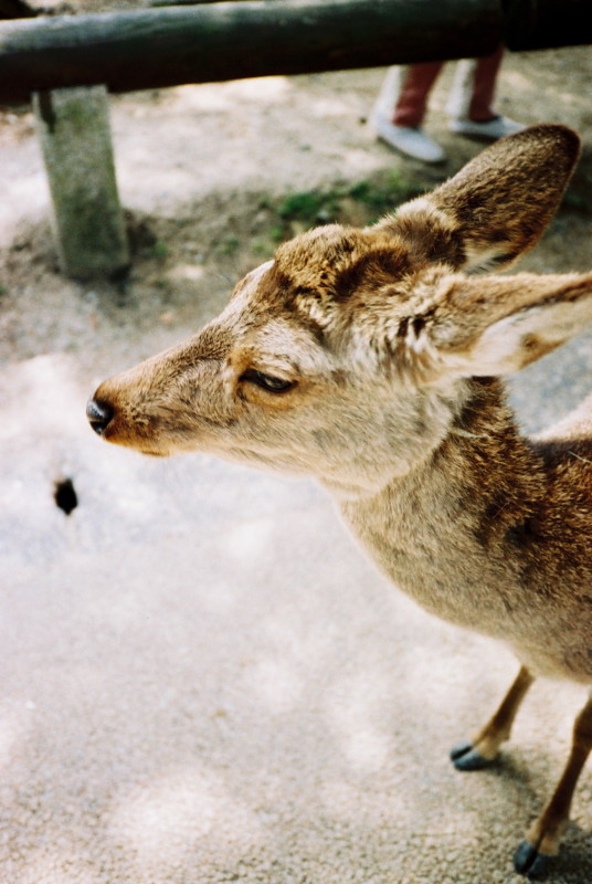 f:id:t_takeichi:20100906231625j:image
