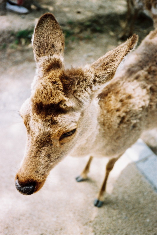 f:id:t_takeichi:20100906231634j:image