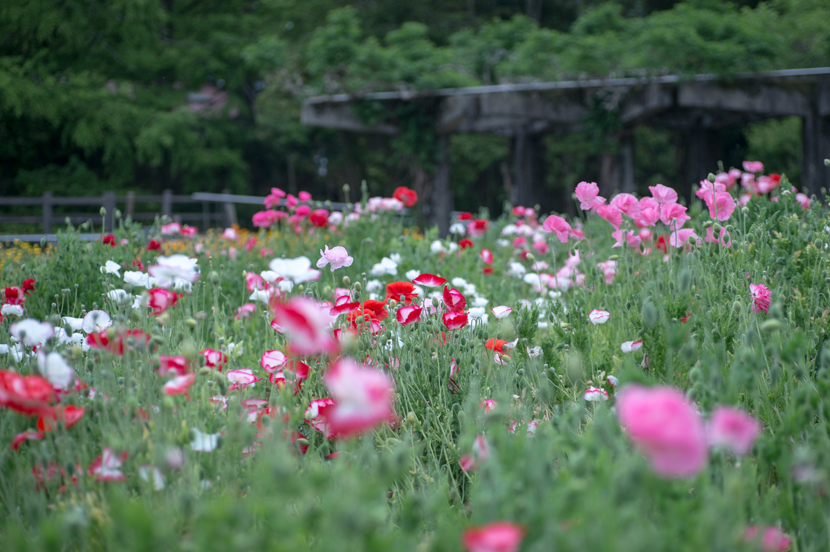 f:id:t_yamarimo:20190518234011j:plain f:id:t_yamarimo:20190518234011j:plain