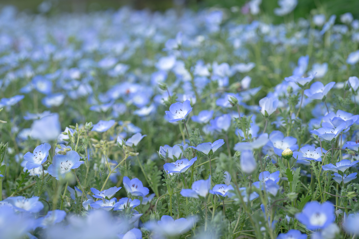 f:id:t_yamarimo:20190518234030j:plain f:id:t_yamarimo:20190518234030j:plain