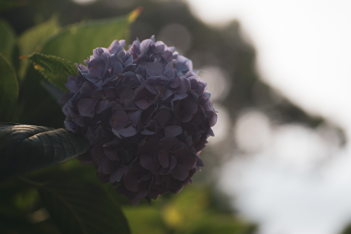 f:id:t_yamarimo:20190616094332j:plain f:id:t_yamarimo:20190616094332j:plain