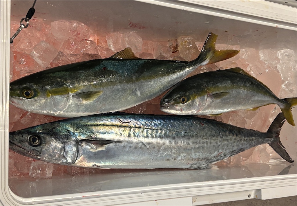 f:id:ta-bo-fish:20251123204531j:image f:id:ta-bo-fish:20251123204531j:image